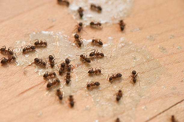 Best Termite Control Services  in Elkton, MD